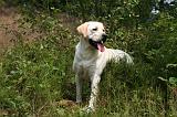 LABRADOR 1239